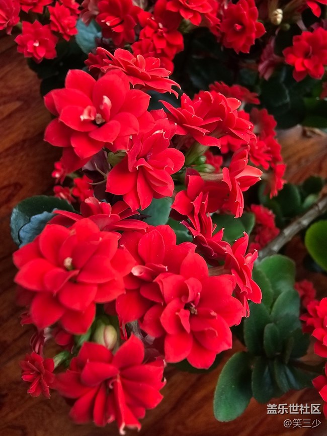 【春暖花开】+圣诞伽蓝菜