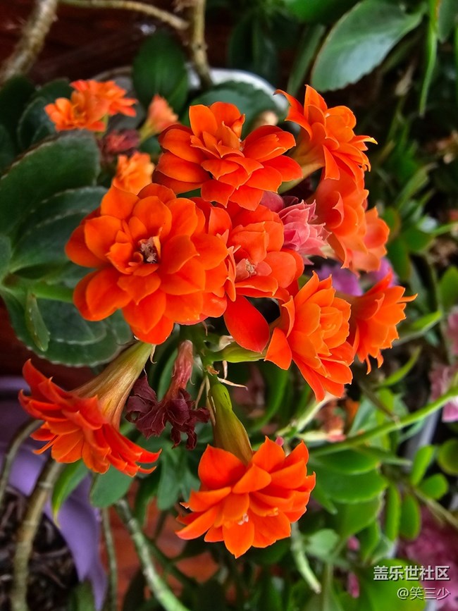 【春暖花开】+圣诞伽蓝菜