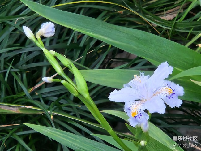 #初春时节——花开了