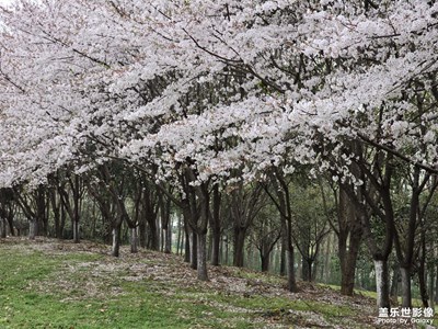 【醉春山】张公堤绿道一日游