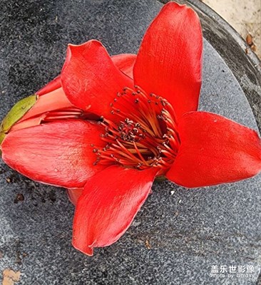 木棉花开