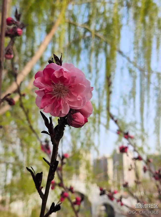 [春和景明】春天的花开了