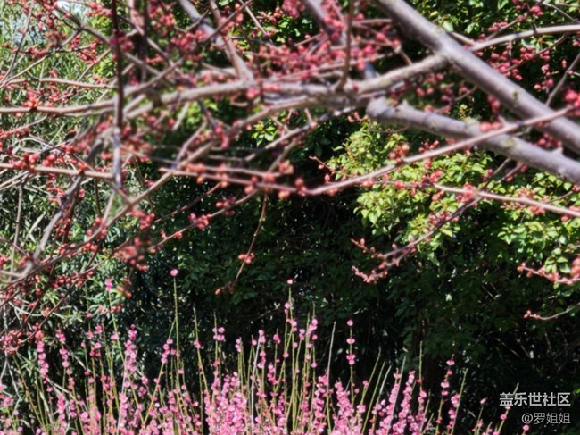 【春暖花开】+粉
