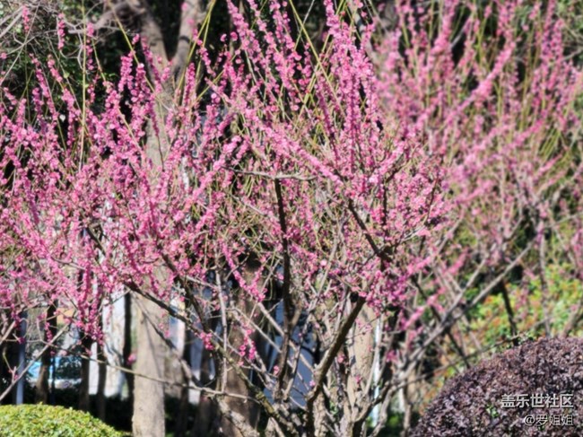 【春暖花开】+粉