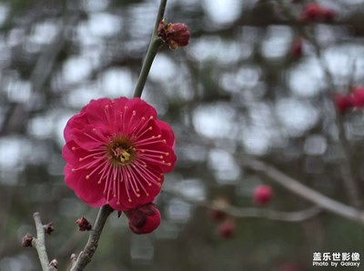 【醉春山】红梅吐蕊
