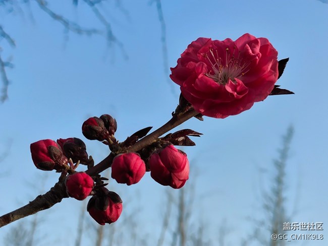 [春和景明】春天的花开了