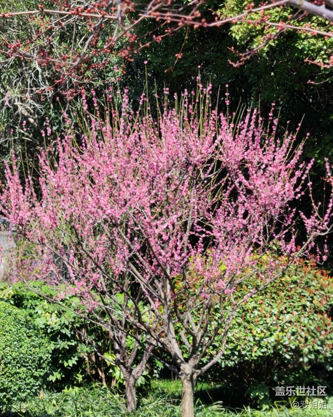 【春暖花开】+粉