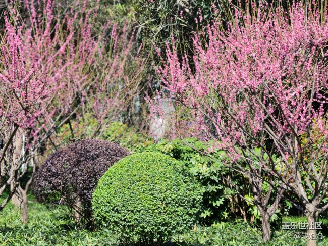 【春暖花开】+粉