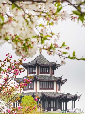【醉春山】花博园繁花似锦