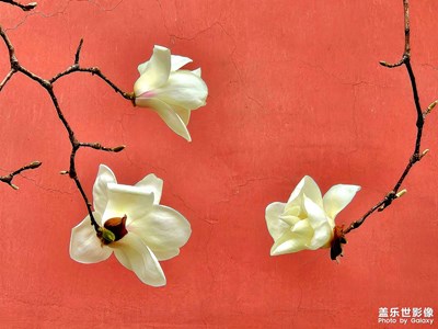 玉兰花开