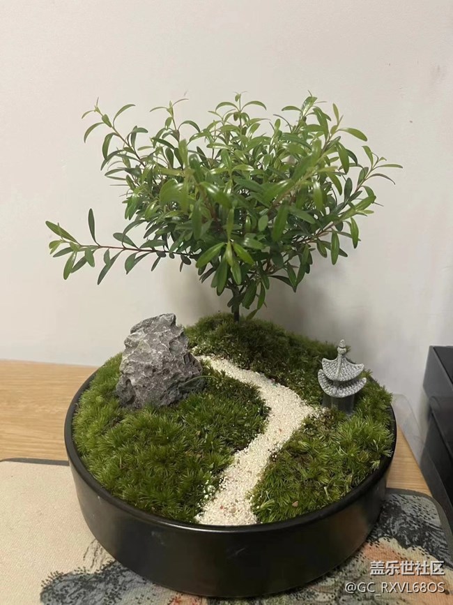 植此青绿，拥抱春天