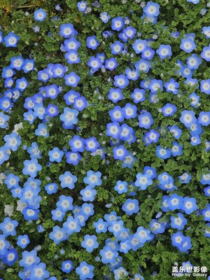 【用镜头丈量世界】＋各种花花