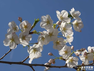 【醉春山】阳光下的樱花
