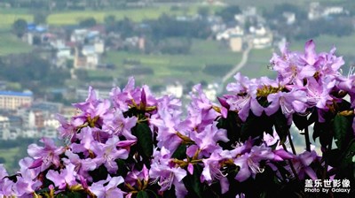 【 醉春山】春花开满山