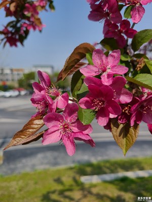 【用镜头丈量世界】路旁的花