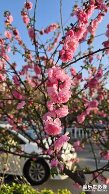 【用镜头丈量世界】花开朵朵