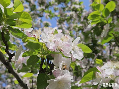 【醉春山】+万物生机