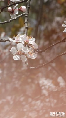 花花