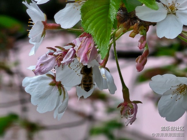 【武汉樱花】武汉星部落三月摄影活动总结帖