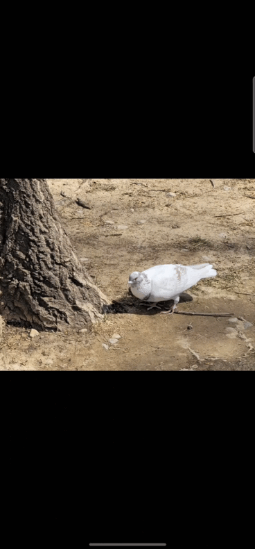 生成式编辑.gif