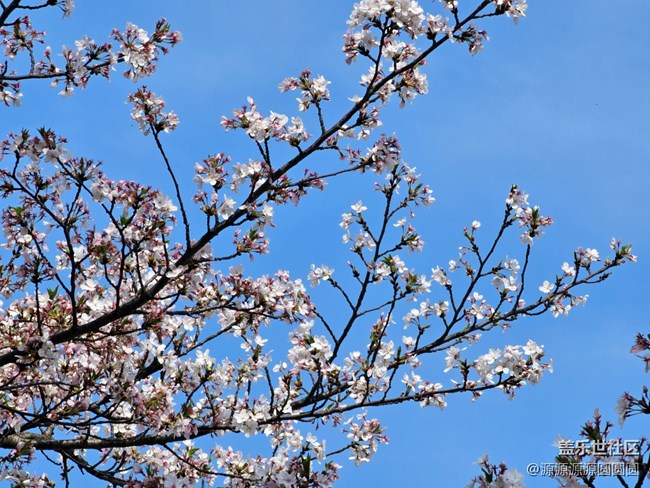 【武汉樱花】武汉星部落三月摄影活动总结帖