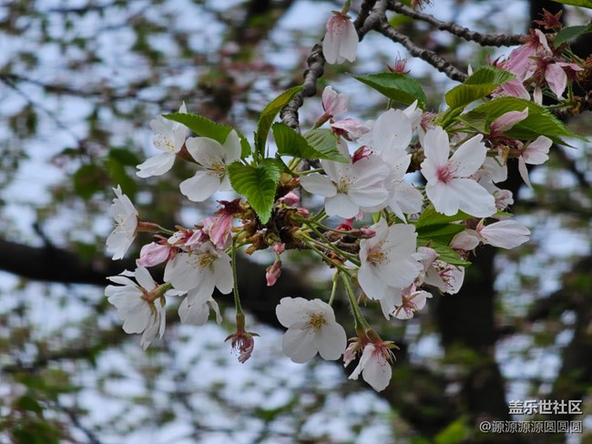 【武汉樱花】武汉星部落三月摄影活动总结帖