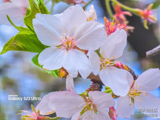 【武汉樱花】武汉星部落三月摄影活动总结帖
