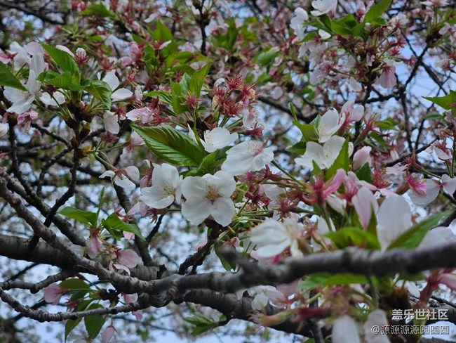 【武汉樱花】武汉星部落三月摄影活动总结帖