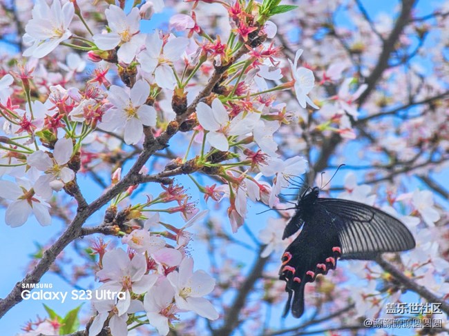 【武汉樱花】武汉星部落三月摄影活动总结帖