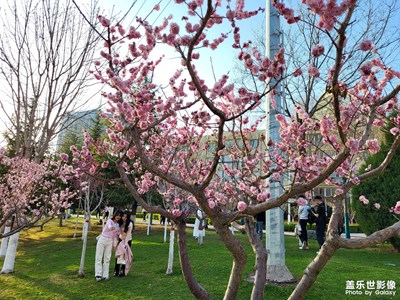 醉春山＋春花