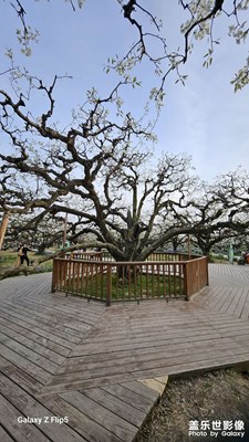 【醉春山】+世界梨都来上分啦