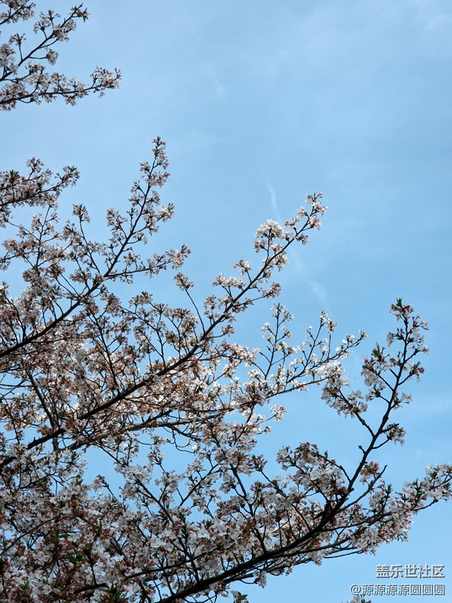 【武汉樱花】武汉星部落三月摄影活动总结帖