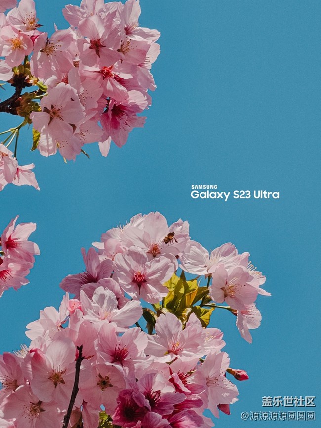 【武汉樱花】武汉星部落三月摄影活动总结帖