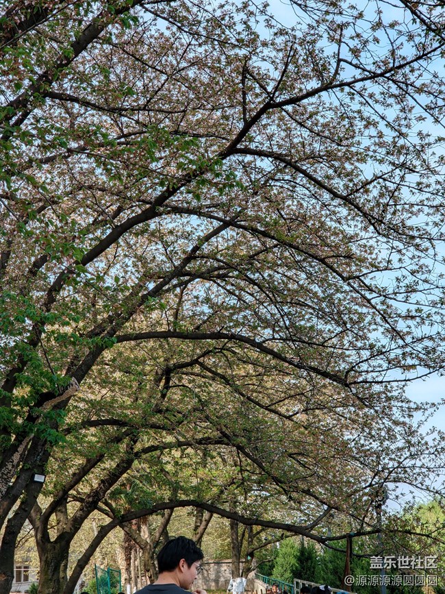 【武汉樱花】武汉星部落三月摄影活动总结帖