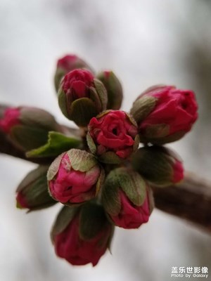 【用镜头丈量世界】春花烂漫
