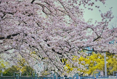 【醉春山】+浪漫樱花