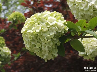 【醉春山】＋春意盎然