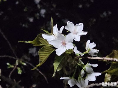 【醉春山】＋夜景花朵