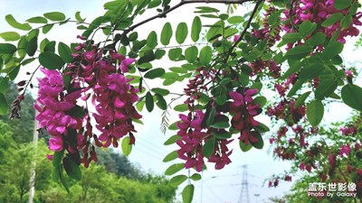 【醉春山】刺槐花开的季节