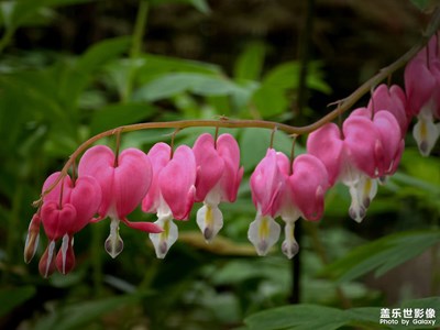 清明节，游鸿山