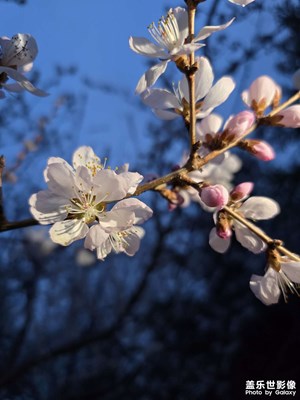 人间四月芳菲尽
