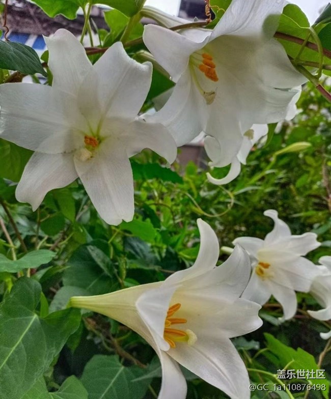 【春日影像诗】花的季节