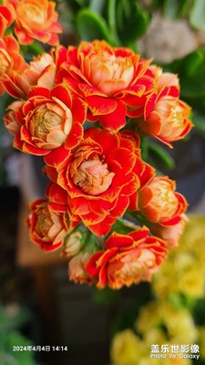【醉春山】+美丽的花花