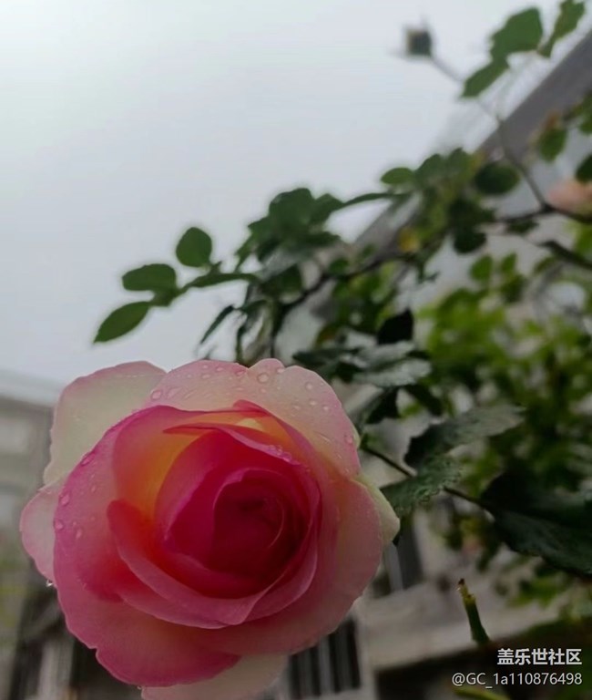 【春日影像诗】花的季节