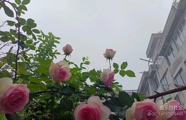 【春日影像诗】花的季节