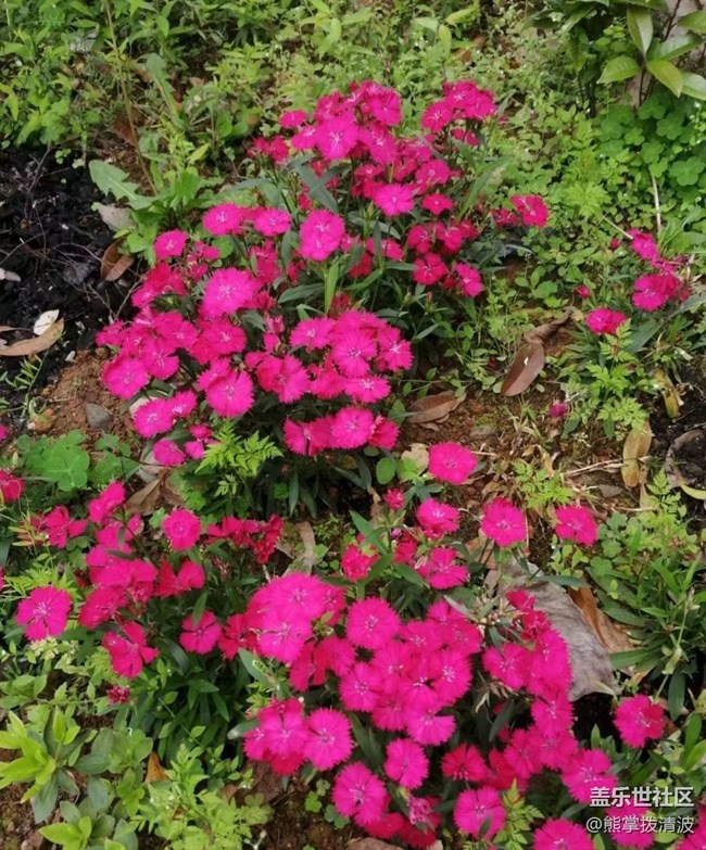 【春日影像诗】春到花开