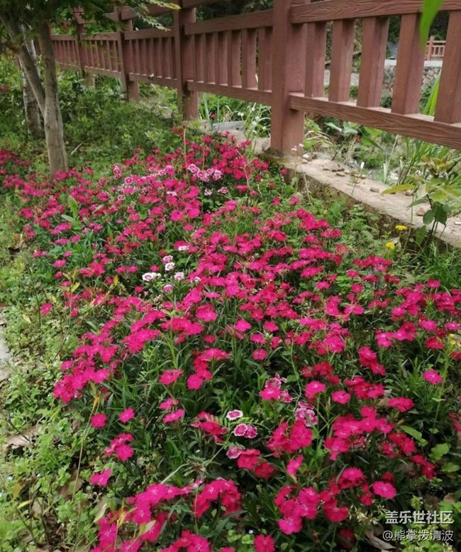 【春日影像诗】春到花开