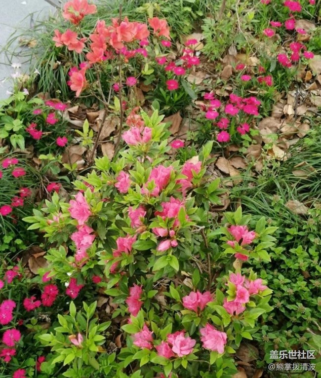【春日影像诗】春到花开