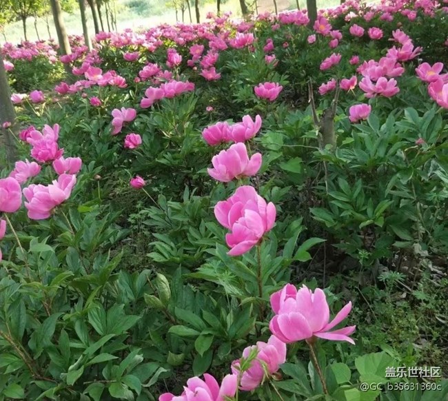 【春日影像诗】花的世界