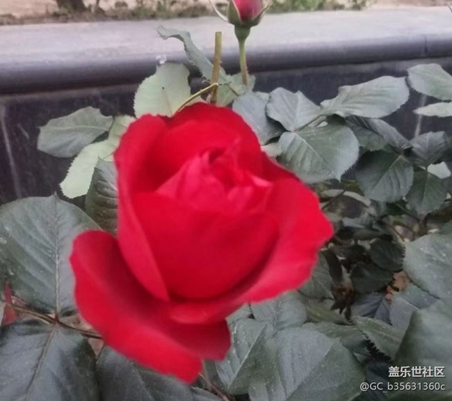 【春日影像诗】花的世界